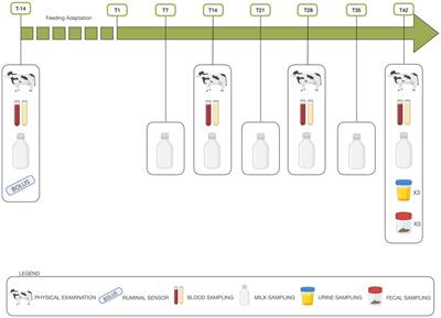Use of reclaimed urban wastewater for the production of hydroponic barley forage: water characteristics, feed quality and effects on health status and production of lactating cows